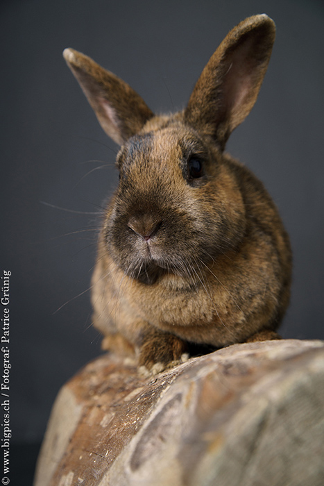 Kaninchen shooting