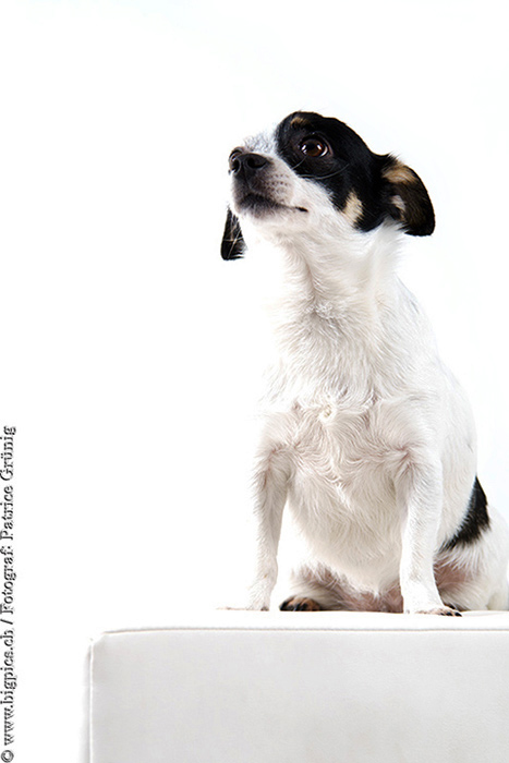 Hunde Shooting / Fotoshooting mit Tieren