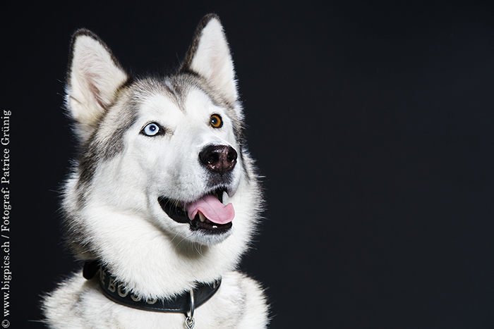 Hunde Shooting / Fotoshooting mit Tieren