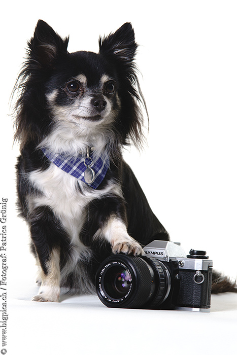 Hunde Shooting / Fotoshooting mit Tieren