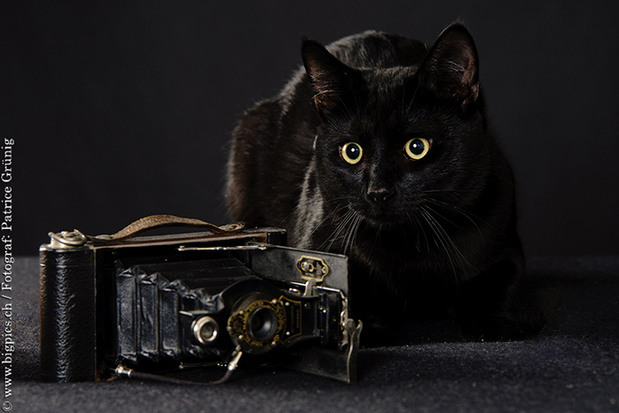 Katze Shooting / Fotoshooting mit Tieren