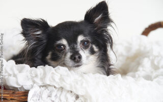 Hunde und Katzen Fotoshooting im Fotostudio nähe Olten Kt. Solothurn