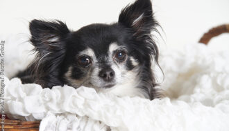 Hunde und Katzen Fotoshooting im Fotostudio nähe Olten Kt. Solothurn