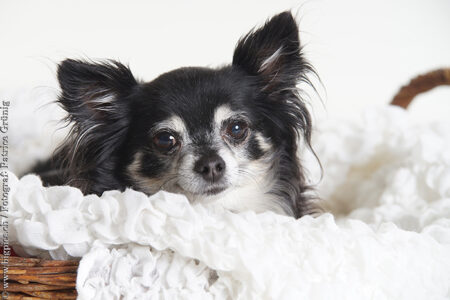 Hunde und Katzen Fotoshooting im Fotostudio nähe Olten Kt. Solothurn